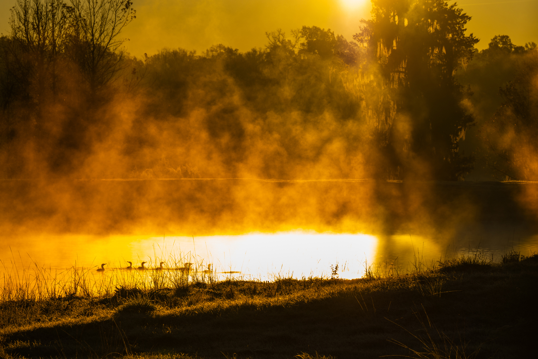 Nature and conservation photography from Jay Brittain