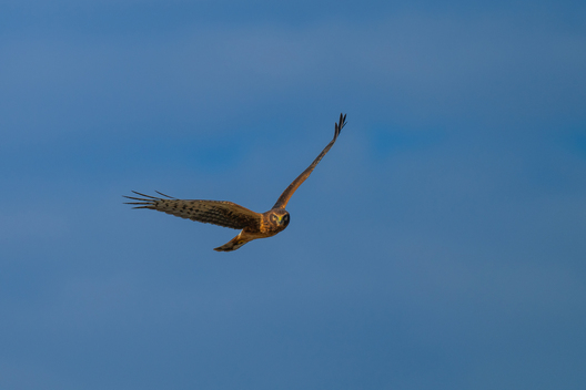 Birds, bird photographs, bird photographer, photos of birds, Jay Brittain bird photography