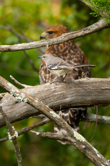 Birds, bird photographs, bird photographer, photos of birds, Jay Brittain bird photography
