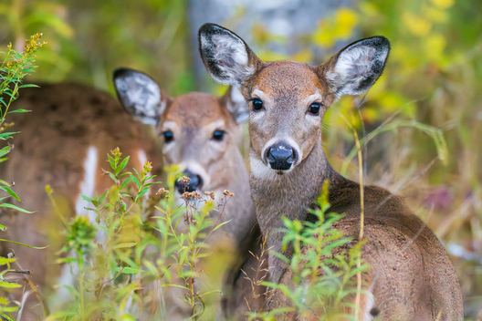Nature and conservation photography from Jay Brittain