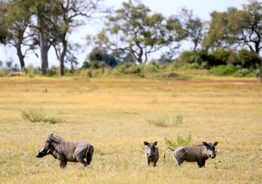 Okavango Delta, Botswana