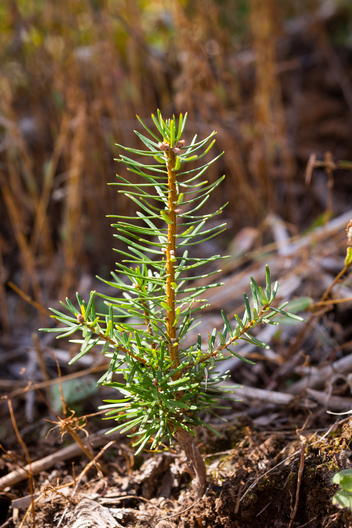 Jay Brittain photography. Forest photography. Photographs of forest management. Forest Management. Photographs of the forest industry. photographs of foresters at work.