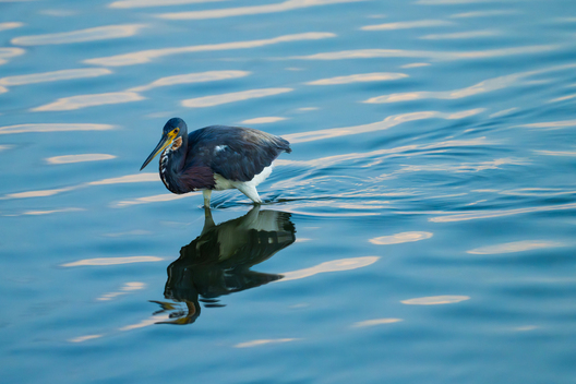 Birds, bird photographs, bird photographer, photos of birds, Jay Brittain bird photography