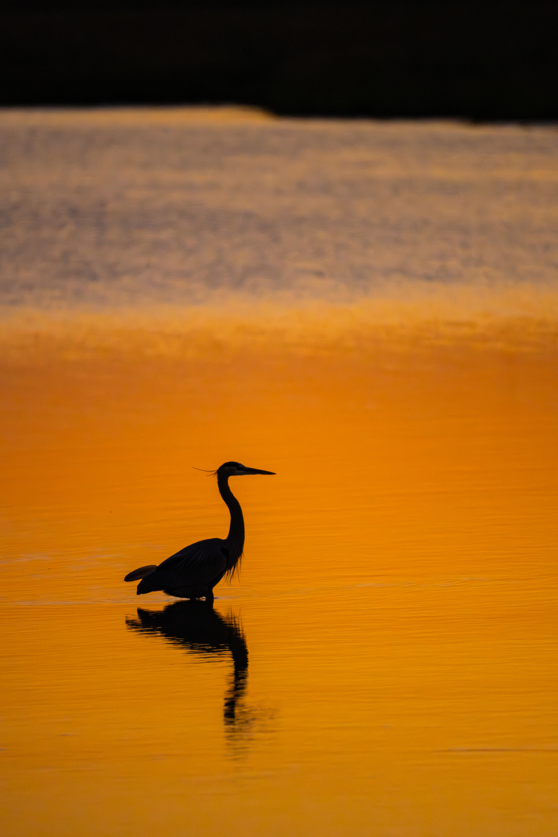 Birds, bird photographs, bird photographer, photos of birds, Jay Brittain bird photography