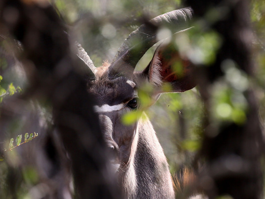 Sabi Sands, South Africa